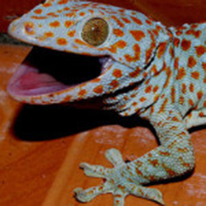 Gecko Tokay 300x300