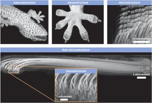 Micro and nano view of geckos toe 300x203